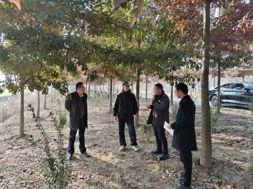 南京林业大学专家来农场公司指导林业发展规划